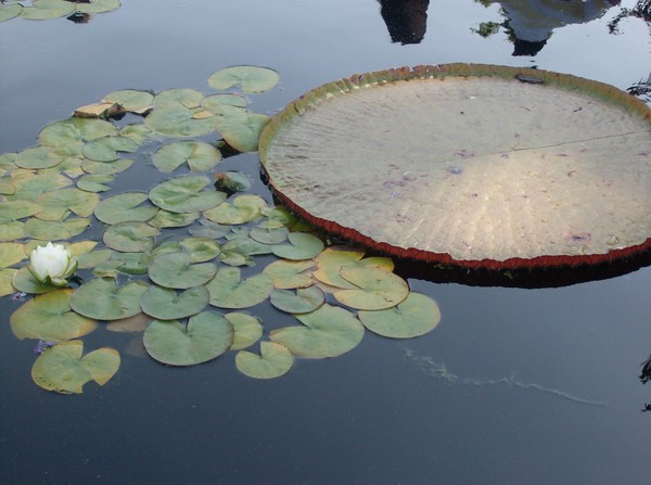 Giant Lillypad