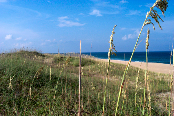 Standing Guard - Sea Oats at the Beach