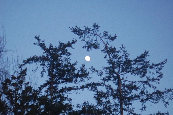 moonlight through the trees