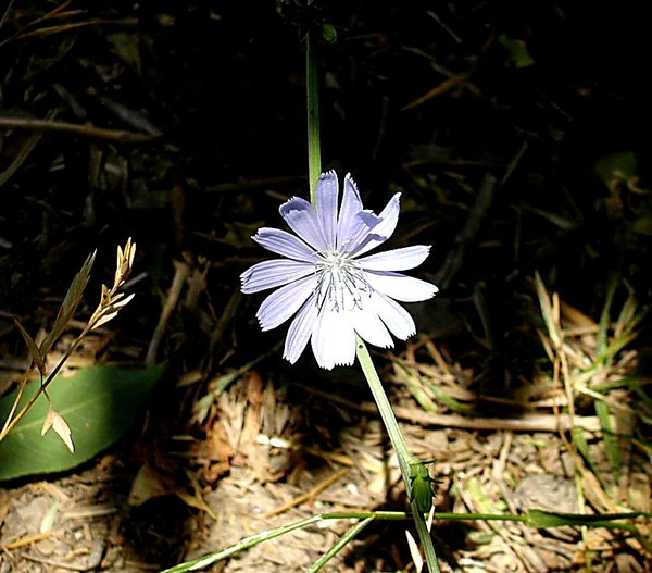 Cornflower?