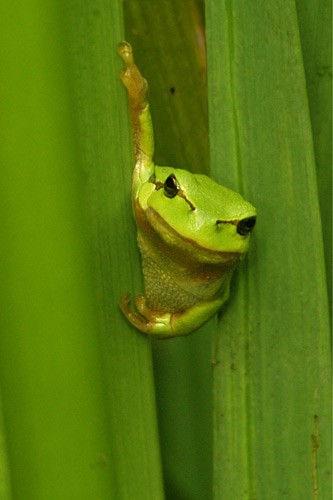Female green grass Frog