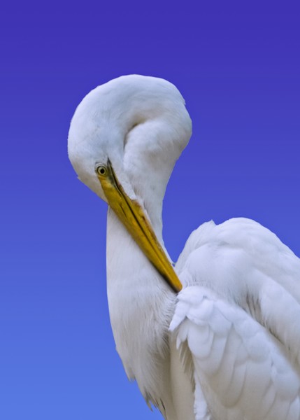 Great Egret with Bowed Head