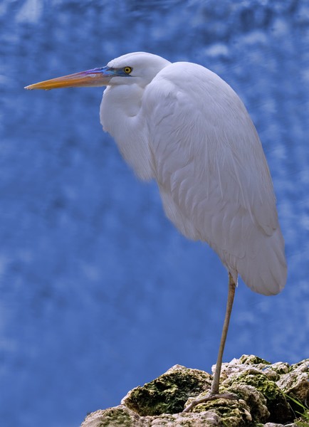 Great Blue Heron White Morph