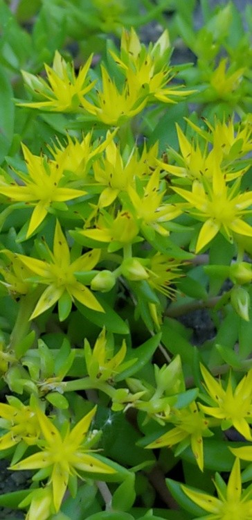 Chartreuse Sedum