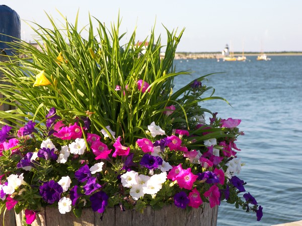 Nantucket Wharf Flowers