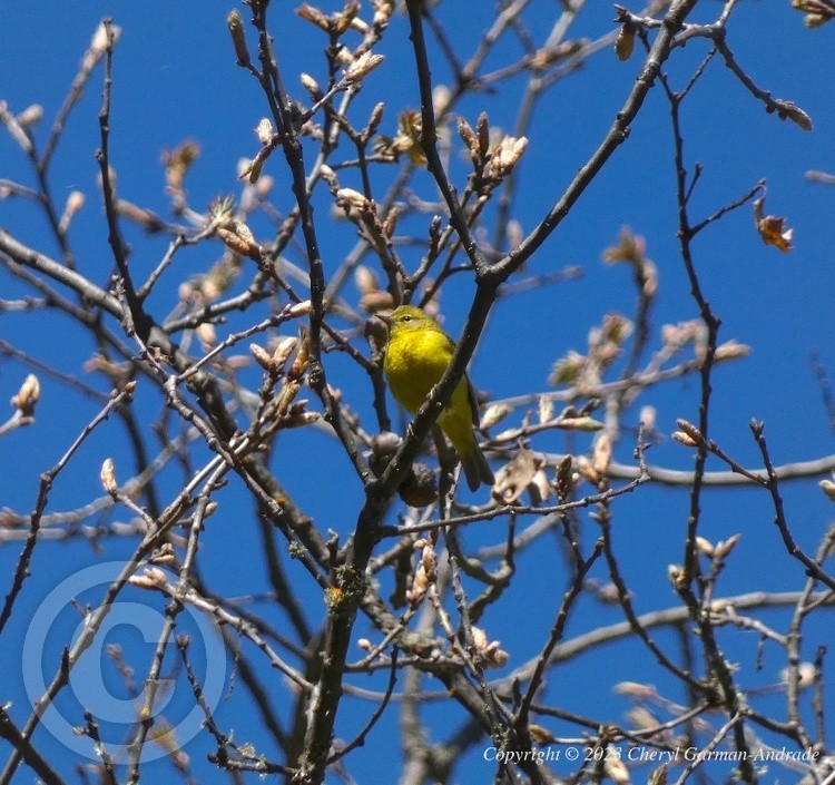 Orange Crowned Warbler