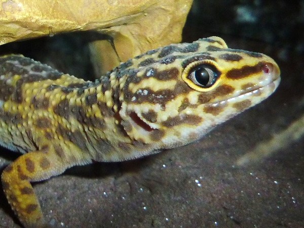 leopard gecko