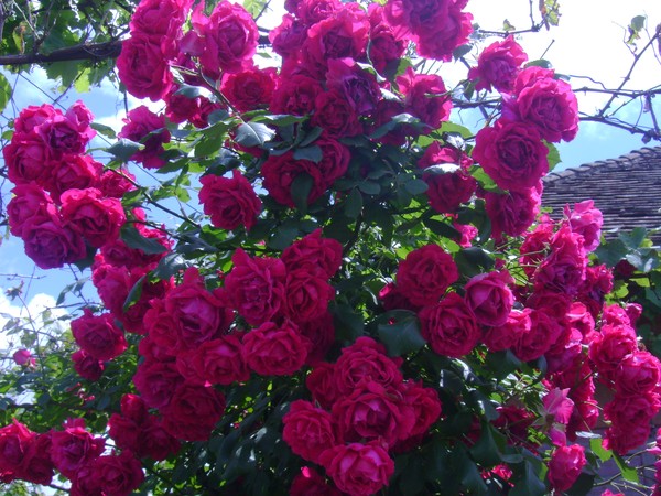 garden of roses