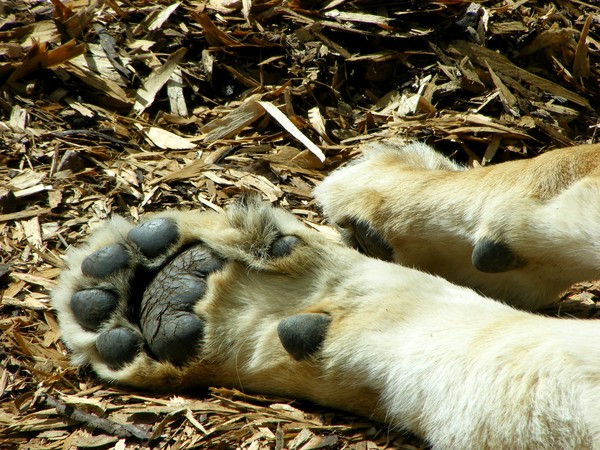 Lion Paw