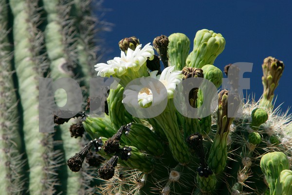 Saguaro Cactus In Blossom