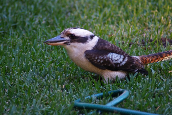 Kookaburra