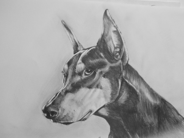 Doberman