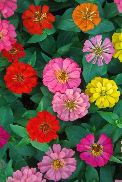 Multicoloured Flowers