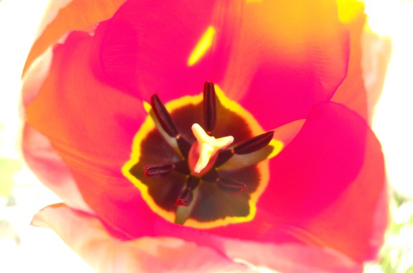 Eye of a Tulip 2