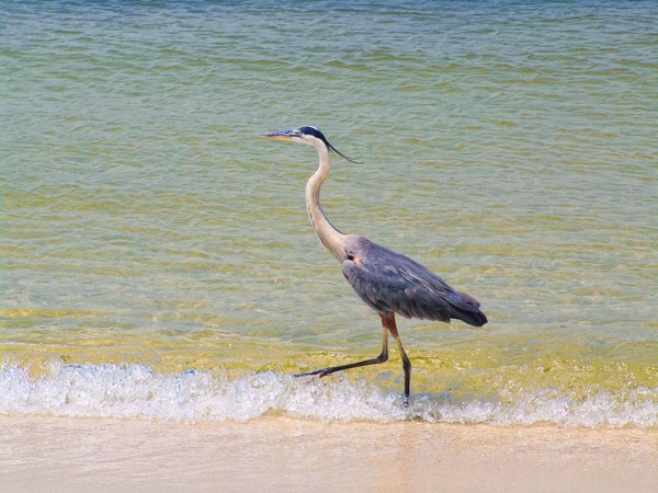 Blue Heron Walking the Beach