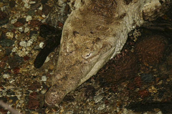 Crocodile in Water Closeup