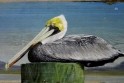 Pelican on piling