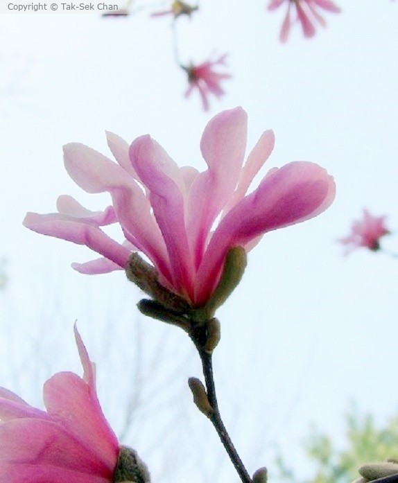 Magnolia tornentosa 2022
