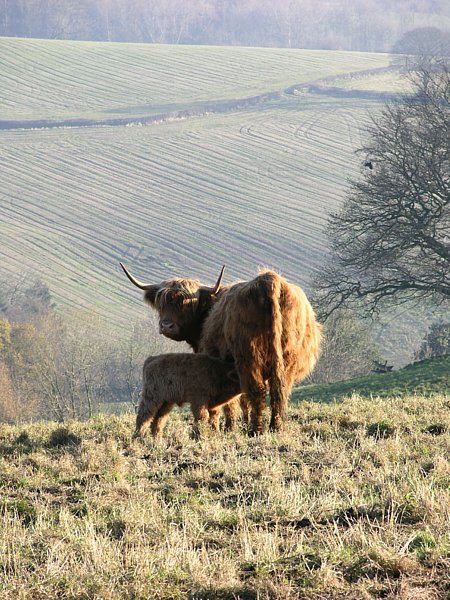 Suckling calf