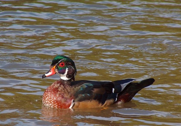 Proud Wood Duck