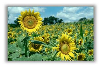 Sunflowers-GE000042