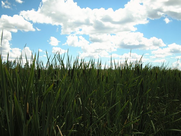 Over the Reeds