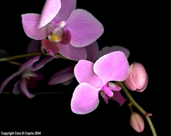Orchid 004