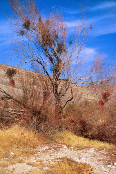 Deserts Natural Christmas Tree