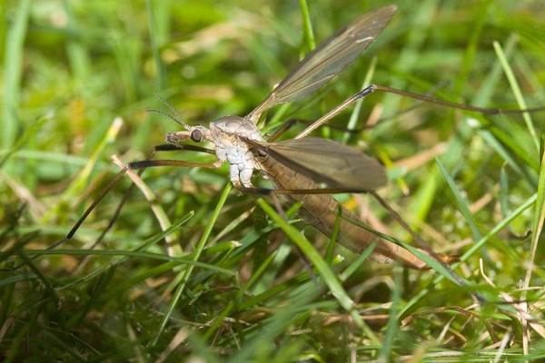 (Long-legged) Gnat laying eggs.