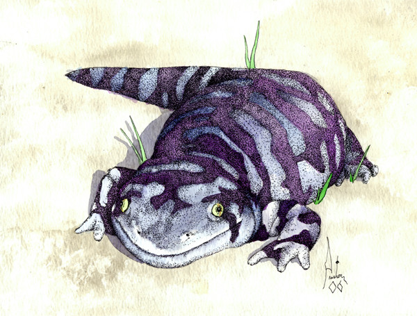 Tiger Salamander