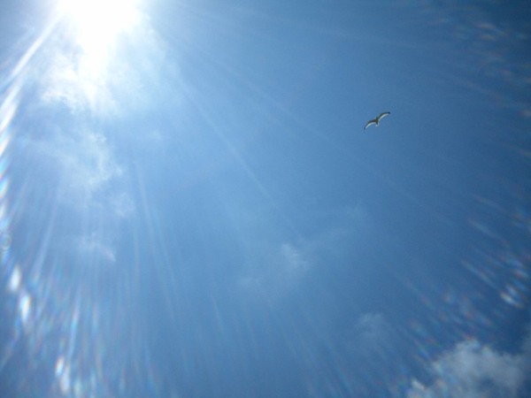 seagull and blue sky