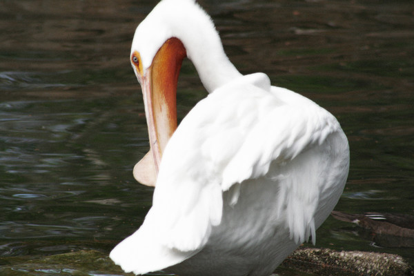 delicate pelican...