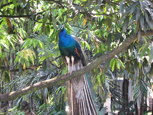 Peacock in Jamaica