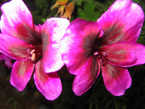 Velveteen Blossoms