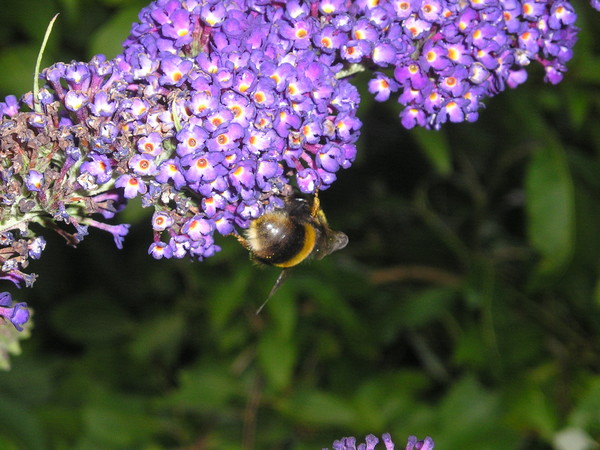 Bee and Buddleia 2