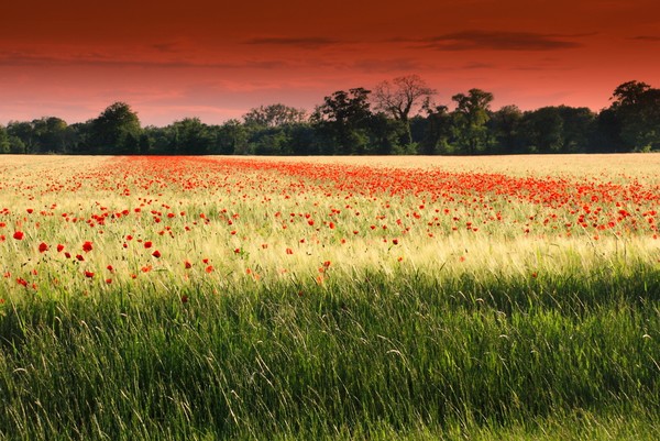 Poppies at Dusk