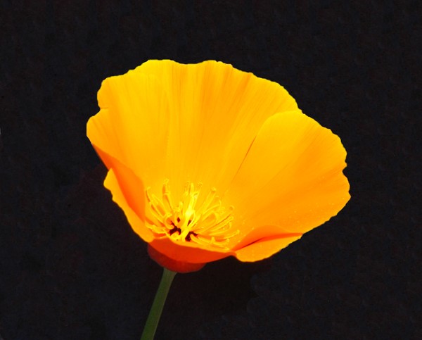 Californian Poppy 2