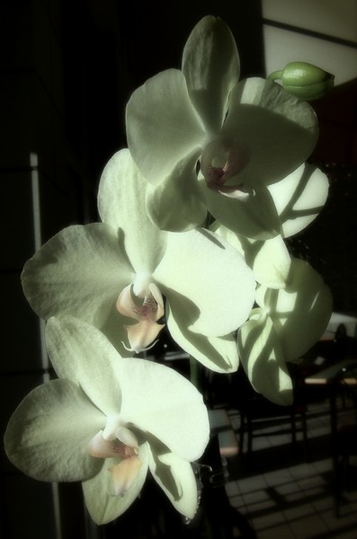 White Orchid