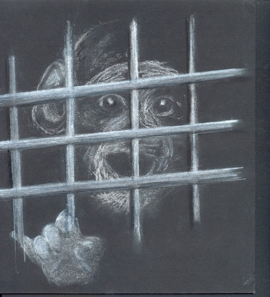 Monkey behind Bars