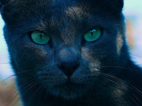 Black Cat in Blue