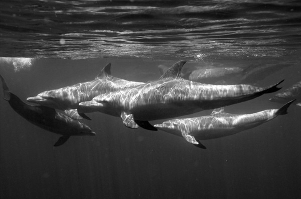 Spinner Dolphins in black and white