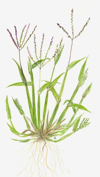 Hairy Crabgrass - Digitaria sanguinalis
