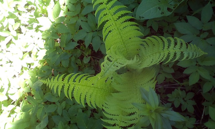 My ferns