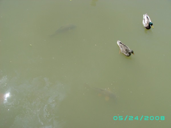 Ducks Hanging with Fish