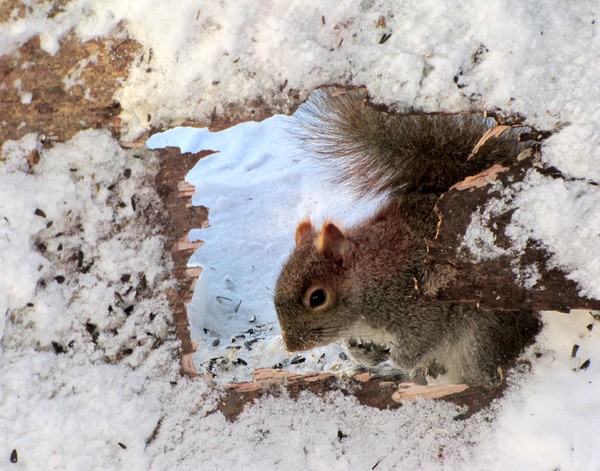 Nature's Window - Gray Squirrel!