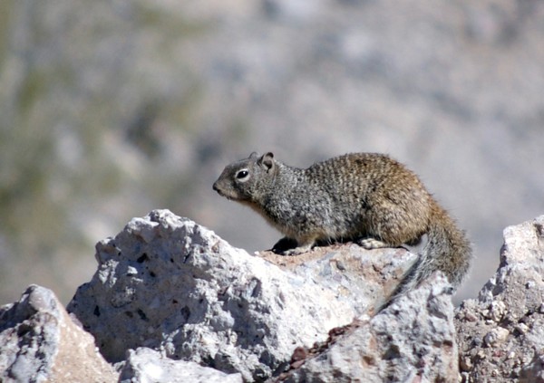 Arizona Rock squirrel