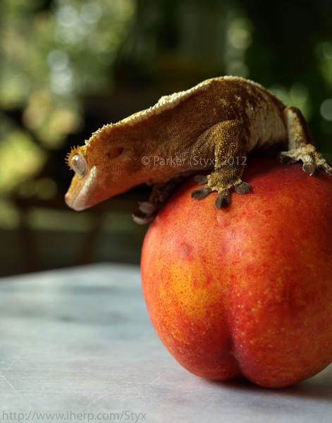 Crested Gecko & Peach