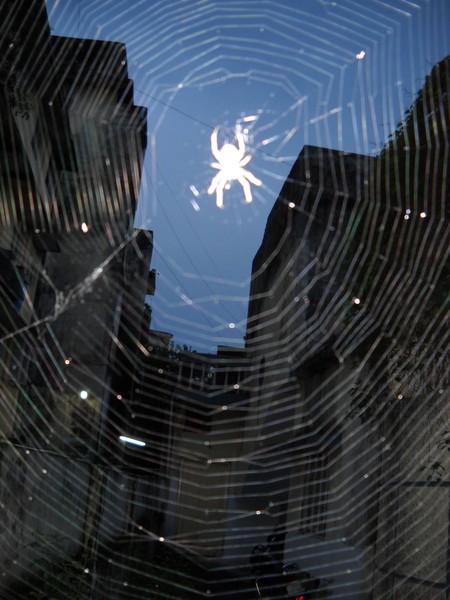 Buildings Behind Spider Web