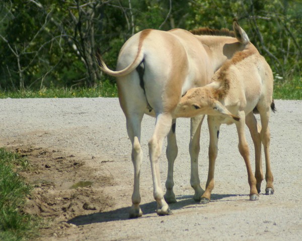 Persian Onagers - Mom and Babe