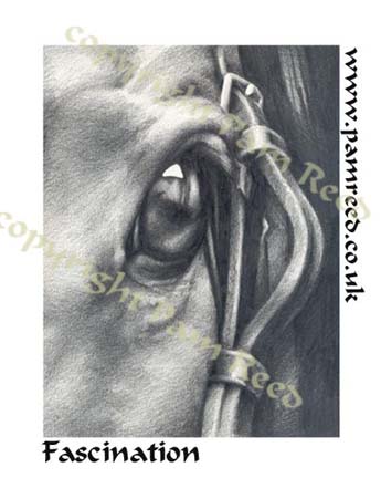 Fascination - study of an equine eye.